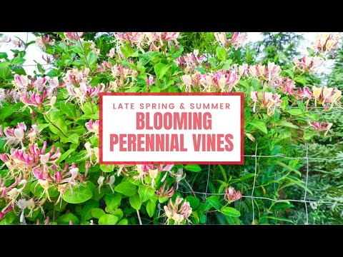 Video: Summer Blooming Vine Choices - Xaiv vines uas paj tag lub caij ntuj sov ntev