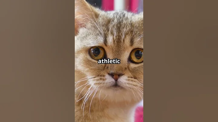 Video 9133581: cute catlover pets cats, wild cat pet, gold cat