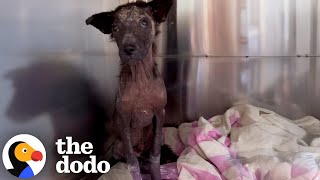 Puppy Who Thought Everyone Gave Up On Him Gets Second Chance | The Dodo Information