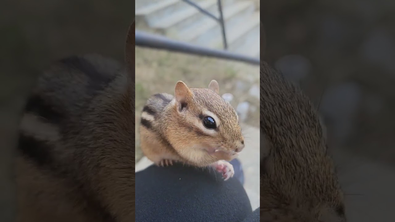 Feeding a chipmunk ! 🥜🐿 
