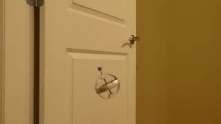 Regular Gyroscope on String Precesses in INCREASING Spirals/Centripetal Force. Stopped at 9:30