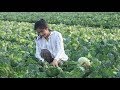 Harvest Cabbages To Make Kimchi - Cabbage Kimchi Recipe - Prepare By Countryside LIfe TV.
