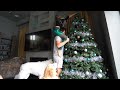 DOGS HELP WITH CHRISTMAS DECORATIONS!