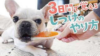 [The secret of discipline] I will teach you the correct way because it is not good [French Bulldog]