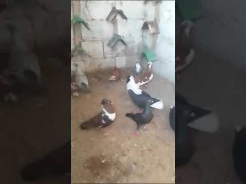 تشكيله حمام هايجه