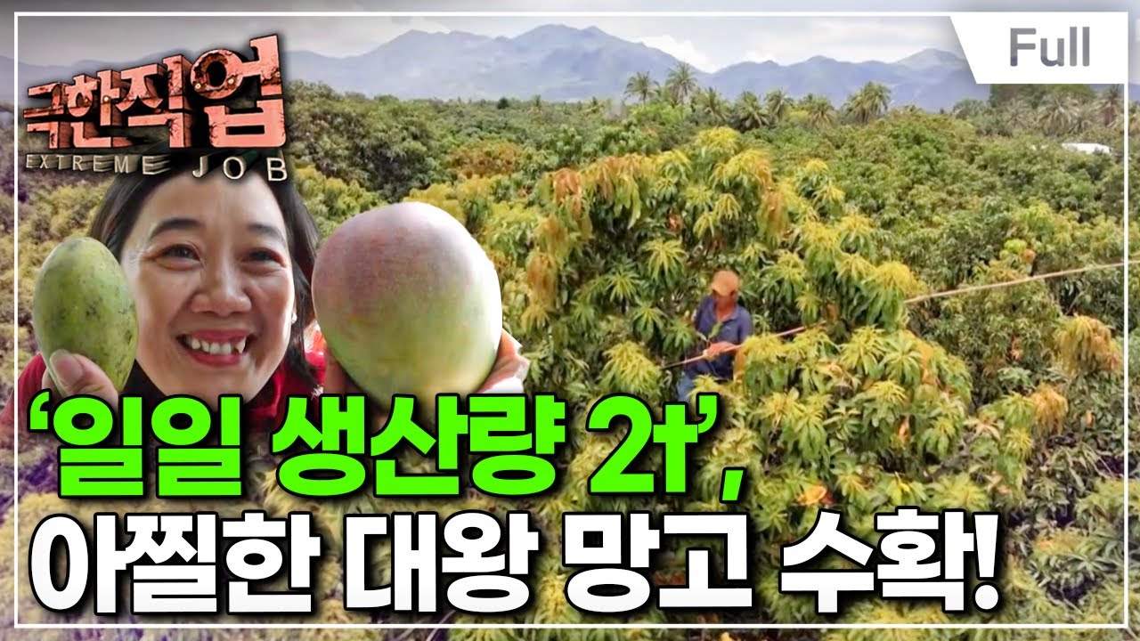 [Full] 극한직업 - 베트남의 거대 바나나와 대왕 망고