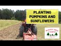 #45 First Time Planting Pumpkins and Sunflowers