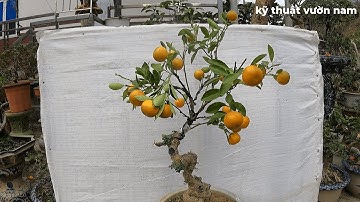 Ghép  QUẤT vào cây cần THĂNG