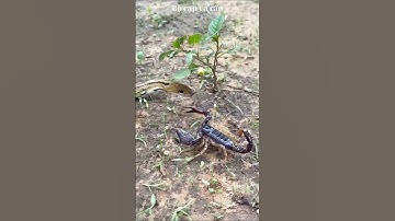 Bọ cạp và rắn #short