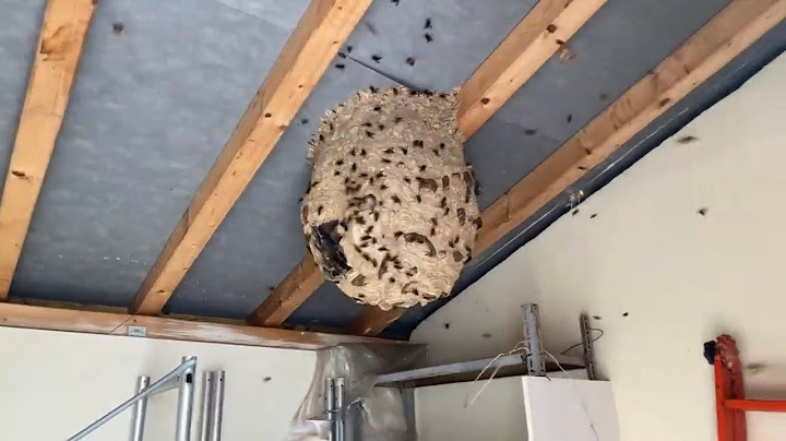 Frelon asiatique très gros nid à hauteur d’homme