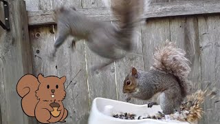 Squirrels Argue and Make Weird Noises as they take over the Bird Feeder for Cats, Dogs and People