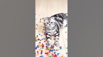 Reverse Video⭕️Cat Barsik Beads🍬Funny Cat #asmr #shorts #viralshorts #reverse #cat