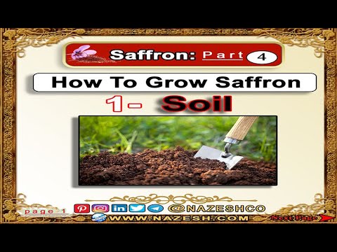 Saffron (Crocus sativus)