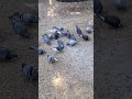 My fat country pigeons are twice the size of city pigeons 😂