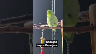 Konuşan Forpus Papağanı