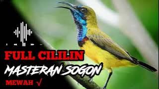 MASTERAN MEWAH SOGON FULL CILILIN