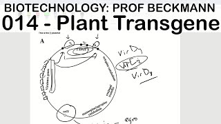 Biotechnology 014: Plant Transgenesis and Agrobacterium
