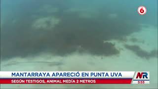 (Video): Turistas en Limón se llevaron susto por aparición de mantarraya en la playa