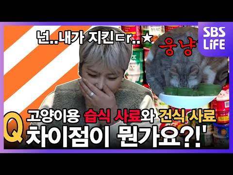 Q. 고양이 습식과 건식 사료의 차이가 뭔가요? [애견바이블]
