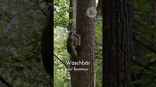 That's part of the game. In germany we say: Fressen oder gefressen werden. #Waschbär #raccoon
