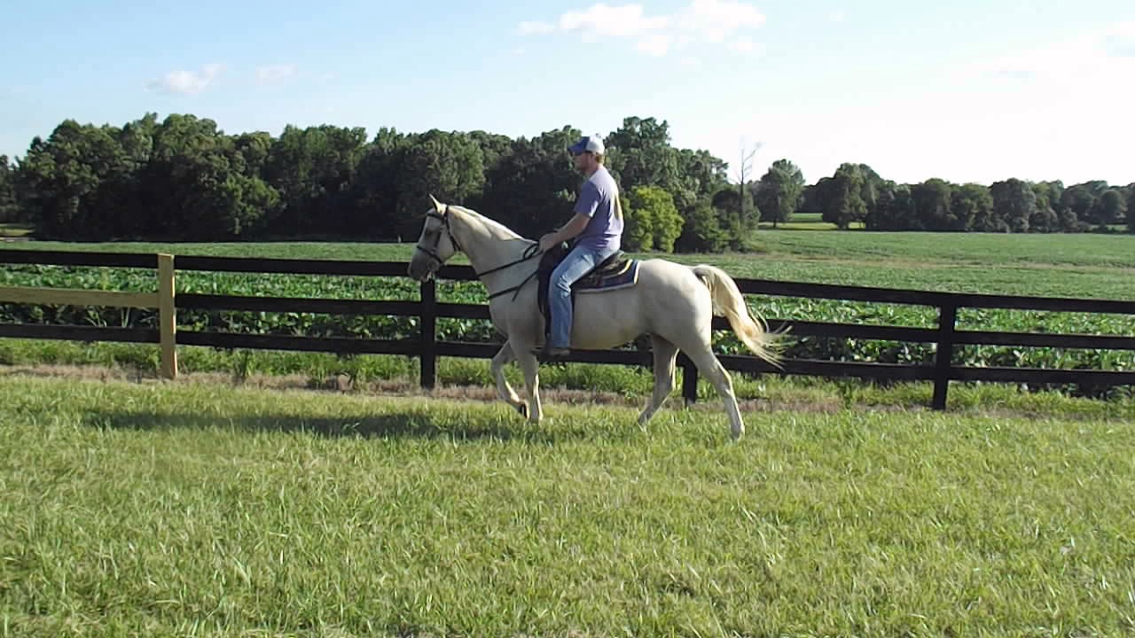 Paris- Kid Safe Horse For Sale