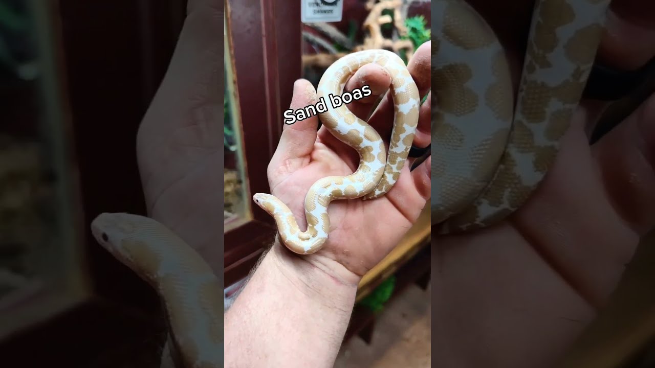 5 BEST FIRST PET SNAKES Snakes Petsnake Bestsnake