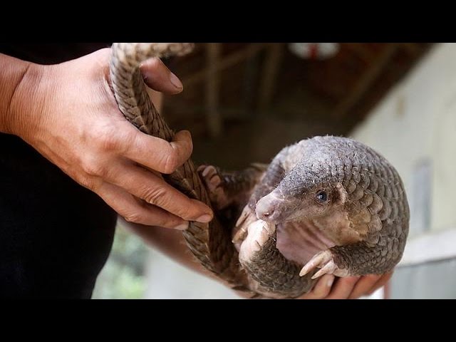 Conheça o mamífero mais traficado do mundo - BBC News Brasil