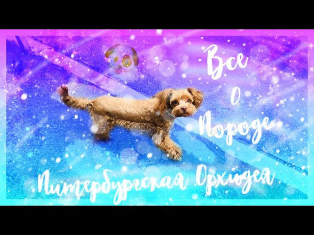 Все о породе собак Петербургская Орхидея🐶🐕💕❤️👍🤘