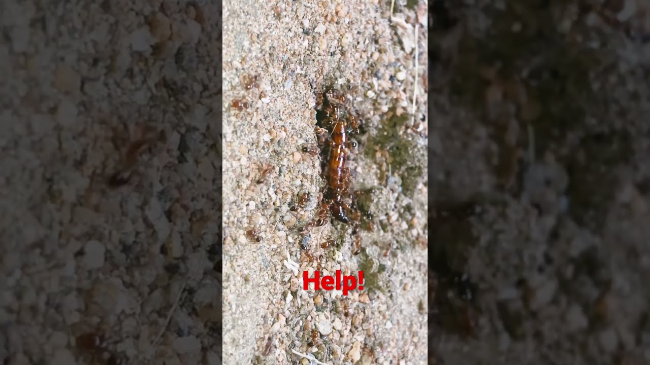 ants colony hunt insect☠️😳    