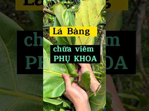 Lá bàng chữa