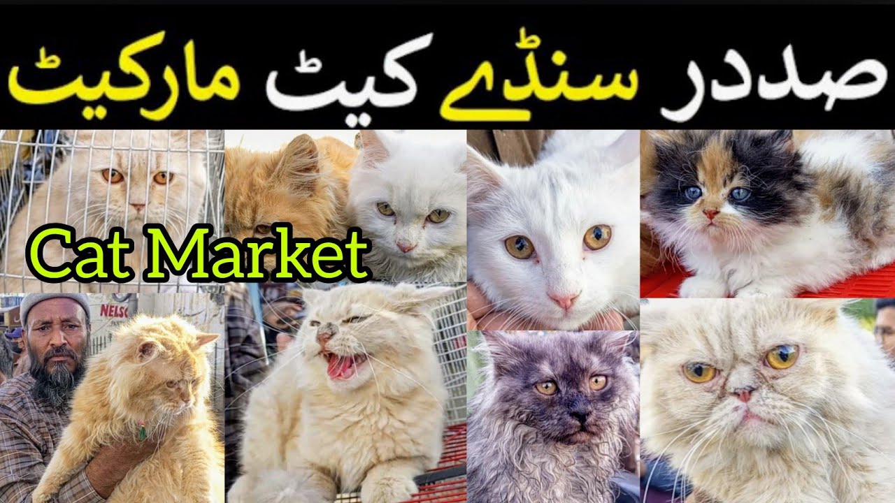Karachi Cheapest Cat Market Pakistan Billi ki Market Karachi 03