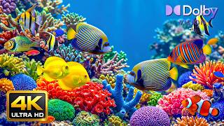 Captivating Coral Reef Fish 8K – Soothing Aquarium Music for Deep Relaxation screenshot 2