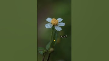 اللهم اجعلنا من أهلها يا رب💛#قرآن #قران_كريم #تلاوة #آية #ذكر #جنة #رحمة_الله #قران  #اسلاميات #دعاء