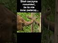 To zwierzę cały czas zaskakuje #zwierzaki #elephant #ciekawostki #animals #shorts
