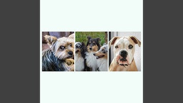 Excellent Ambience for Lazy Puppy Afternoons