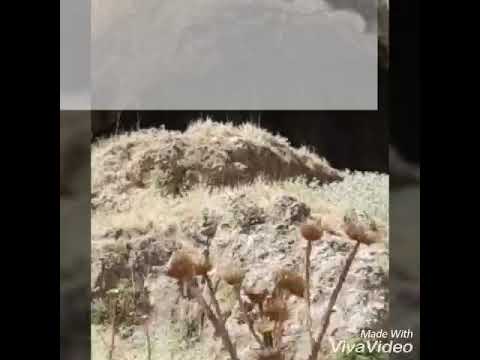 ئه شكه وتى شانه ده ر 2018 7 28 يوليو ده رجه يى كه رمى 44