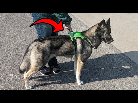 A Retractable Dog