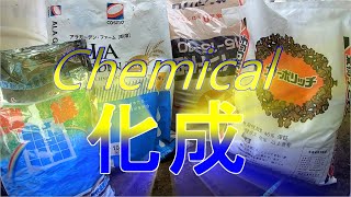 追肥!!化成肥料編!!Chemical fertilizer topdressing／施設きゅうり栽培／Facility cucumber cultivation／愉快なshata農園