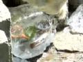 Japan polar bears cool off with ice nctv7 reuters