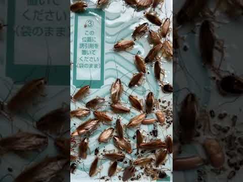 วีดีโอ: วิธีกำจัด Pocket Caterpillars: 14 ขั้นตอน (พร้อมรูปภาพ)