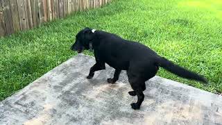 Shadow Scared of the Neighboring Dog