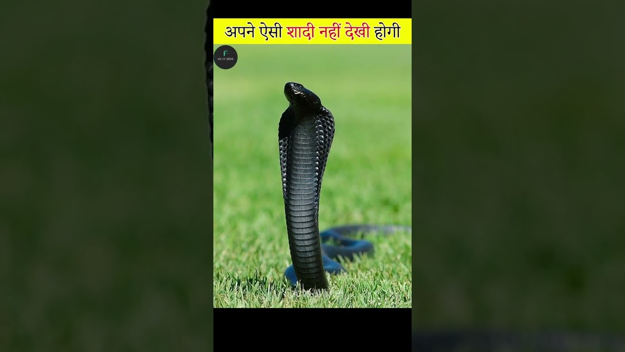 ऐसी शादी नही देखी होगी होश उड़ जायेंगे। Bimbala Das married with snake | Desi Wedding | Facts' Mine