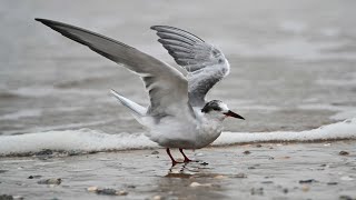 Sterna Hirundo Common Tern Flying 3029702