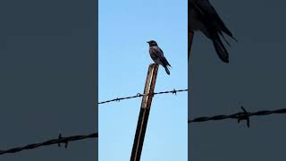 929  Western Blue Bird on Fence Post   10   IMG 27021