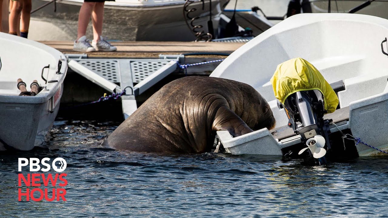 Freya the walrus gains fans while crushing one seafaring vessel at a time