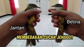 100 % AKURAT ‼️CARA MUDAH MEMBEDAKAN BURUNG CUCAK JENGGOT JANTAN BETINA