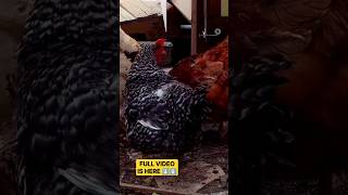 Hen Egg Production Malayalam|Hen Egg|Poultry TIPS and Solutions