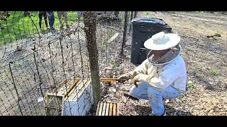 Swarm Catch April 14, 2024: Garden Apiary