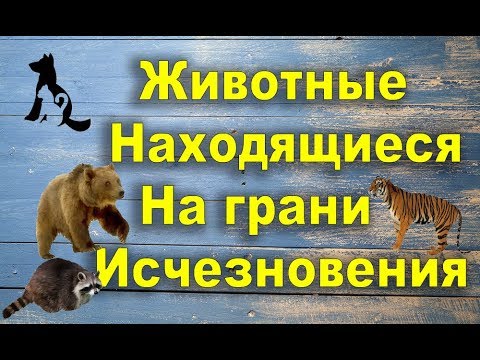 10 Животных находящихся на грани исчезновения!