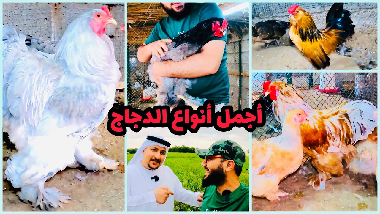 أجمل أنواع الدجاج عند المربي الكبير مسعود العبدلي 🇦🇪
